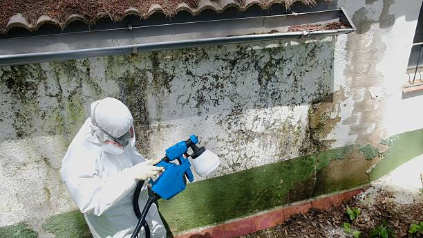 Trusted Attic Mold Removal service in Seattle, WA - Cheap Mold Removal